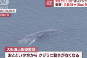 クジラ「ここが大阪湾ですか、お邪魔します。ダルいんで死にます。死ぬと爆発します」何がしたかったん