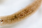 プラナリアとかいう不思議すぎる生物