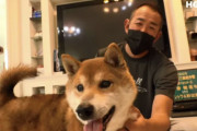 門倉健さん、虐待犬を保護する活動をしていた