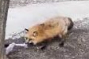 投稿者「蔵王キツネ村は危険。リュック奪われた」　→自作自演だった　監視カメラに狐を蹴飛ばす姿も