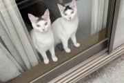 【画像】ネッコ、ワイがベランダに出ると見守ってくるｗｗｗｗｗｗｗｗｗｗｗｗ