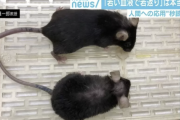 【朗報】若い血液注入でマウスが“若返り” 人間への応用は「秒読み」とも