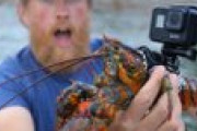 海外漁師系Youtuber「ロブスターの背中にGoProを装着して撮影してみたｗｗｗｗｗｗ」