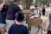 奈良の鹿　また中国人に虐待される