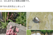 【緊急】農林水産省「ジャンボタニシ放飼はマジでやめろ！蔓延したら根絶は困難だ」参政党さん、聞いてるー？