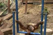 【動画】ガキオランウータン、遊んでたら鉄棒がぶつかって泣くｗｗｗ