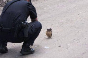 【悲報】警察官さん、仕事中に鳥に夢中になってしまうｗｗｗｗｗｗｗｗｗｗｗ