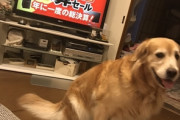 【画像】ワイのイッヌ、かわいいｗｗｗｗｗｗｗｗ