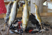 【画像】ワイ、鮎を焼いてしまう