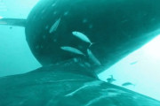 ザトウクジラの貴重な授乳シーン、米研究者らによって撮影される（動画あり）