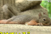 都内のリス、あまりにも暑すぎて溶けてしまう・・・