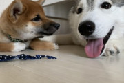 【画像多め】ハスキーとかいうめっちゃ賢そうなのに実はご飯のことで頭がいっぱいの犬wwww