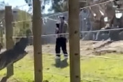 動物園の象と写真を撮りたかったお父さん、2歳の娘を抱いて囲いに侵入してしまう。