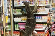 【画像あり】コンビニに全長180cmの巨大トカゲが乱入！！　陳列された商品の上によじ登る　ナコーンパトム県