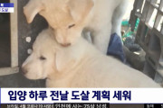 【韓国】「大事に育てる」という条件で譲り受けた犬2匹、1時間後に食べる！
