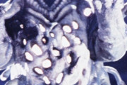 ウルトラマン80の怪獣って色が地味だけど造形良い奴多いよね
