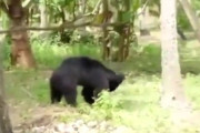 【動画】熊さん、群衆にボコボコにされてしまう……