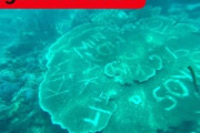 【KY】フィリピン有名観光地の珊瑚礁に彫られた韓国の名前の落書き