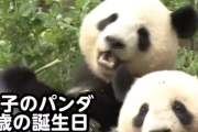 【画像あり】このパンダの名付け親絶対北斗好きじゃん
