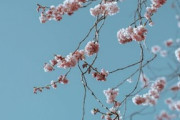 上野公園に桜見にきた