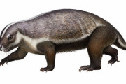 【最古の哺乳動物】南半球最古の「幻の哺乳動物」を発見！大陸の哺乳類とは異なる進化線をたどる鍵に