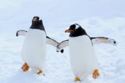 ペンギンってなんであんなにかわいいんや？