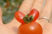【画像】めっちゃ可愛いミニトマト、収穫されるｗｗｗｗｗ