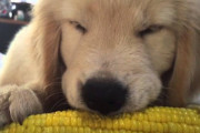 【動画】ゴールデンレトリバー赤ちゃん、トウモロコシを食うだけで可愛くなってしまう