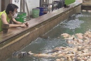 【悲報】釣り堀で従業員が3000人死亡…。