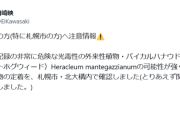 【悲報】北海道、超危険植物が生えてくるｗｗｗｗ