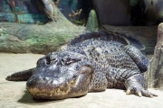 ヒトラーが所有していたとされるワニ、死ぬ　84歳　ロシア・モスクワ動物園