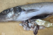 【画像】魚のお腹から黄金の物体が現れる
