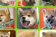 【柴犬】お前らはどれ派？
