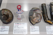 【画像】セラス、アンモナイトだった【ラブライブ！蓮ノ空】