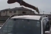 【悲報】 クソガキ、他人の車の上に乗って踊ってしまうｗｗｗｗｗｗｗｗｗ