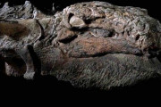 奇跡の恐竜化石、世紀の大発見