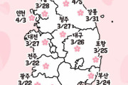 韓国人「韓国の桜開花シーズンは本当ですか？」韓国の桜満開予報が公表される！→「今年は早いですね‥（ﾌﾞﾙﾌﾞﾙ」　韓国の反応
