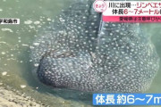 岩松川に現れたジンベエザメ死ぬ⋯⋯10月まで海遊館で飼育していた個体と判明