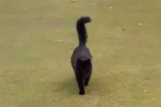 【ネコ】 ゴルフをしていたら１匹の猫が現れた。ちょっ！ → この猫、人懐っこすぎる…