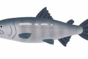 一番おいしい魚といえば？