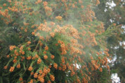 【緊急】スギ花粉、来週も大量飛散。ヒノキ花粉も活動開始ｗｗｗｗｗｗ