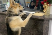 「飼い主が迷子になったんです」 警察署に来た犬の相談
