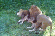 【悲報】ライオンさん、寝てるメスと交尾