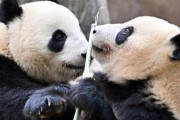 上野動物園の双子パンダ中国へ返還、日本のパンダ0に