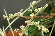 【動画】ぽんっ！と破裂するように煙を出す中国の観葉植物。