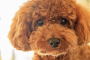 小型犬とかいう100％人間のエゴで創られたキメラ・・・・いくらなんでも可哀想すぎだろ・・・