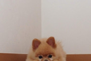 恵体ポメラニアン、かわいい