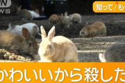日本のウサギ77匹蹴り殺し事件、海外でも衝撃ニュースとして紹介される…