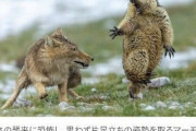 【超画像】キツネ「こいつ美味そうンゴねえ…食べたろ！」小動物「ヒエ～ッww」