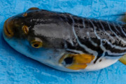 【画像】フグ「残念でした～wボク毒持ちだから食べられませ～んw」ﾋﾗﾋﾗ ←こいつ
